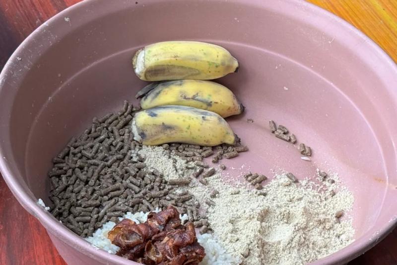 ゾウの整腸剤作り体験。手でよく混ぜ、泥だんごを作るイメージで形作るのがコツなんだとか