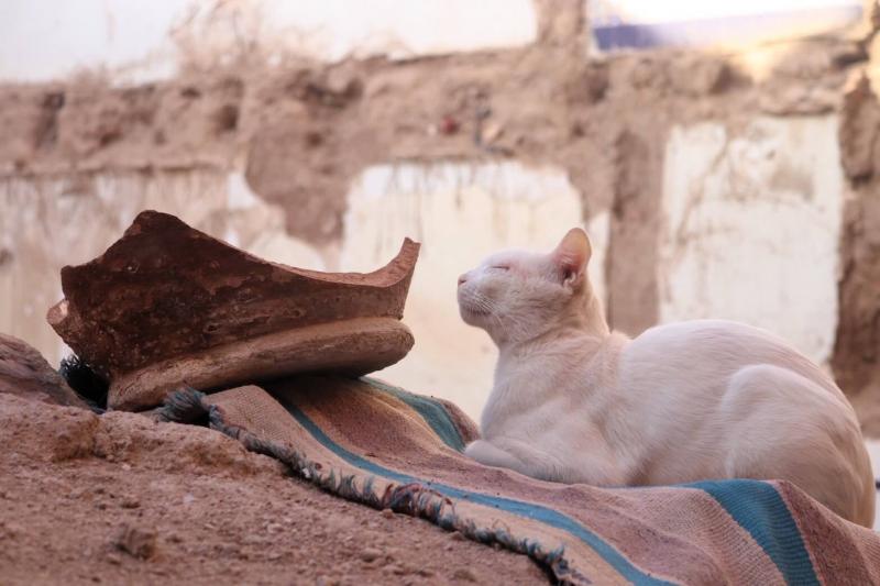 モロッコで見かけたネコちゃん