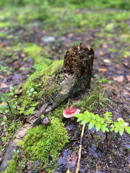 Øyungen Lakeでのハイキング。森、キノコと苔