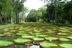 【 Pamplemousses Botanical Garden 】Victoria amazonica（オオオニバス）が有名な植物園。 植物好きな方にはとても魅力的なスポットですね。