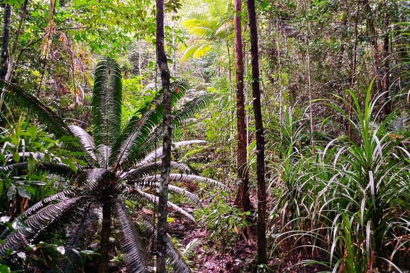 威厳を感じさせる、世界最古の熱帯雨林
