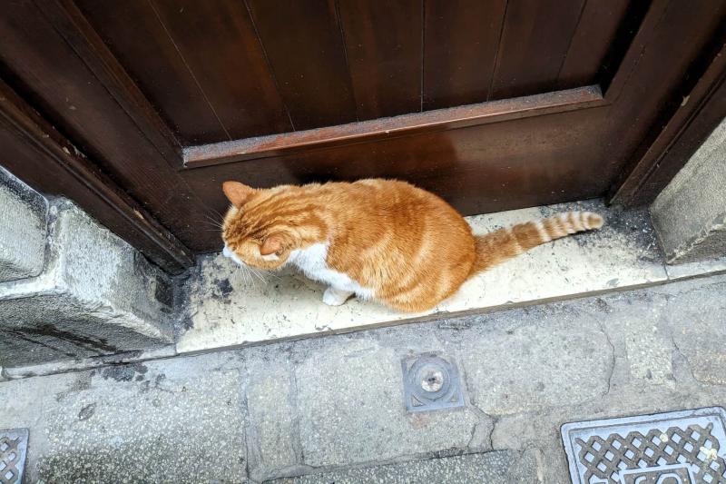 ベネチアで見つけたネコさん