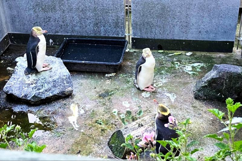 リハビリセンターにて療養中のキガシラペンギン