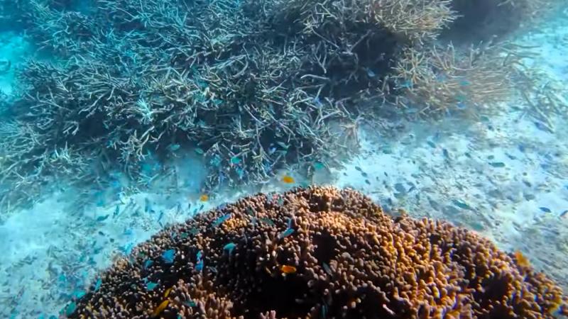 大きな枝サンゴとカラフルな魚たち