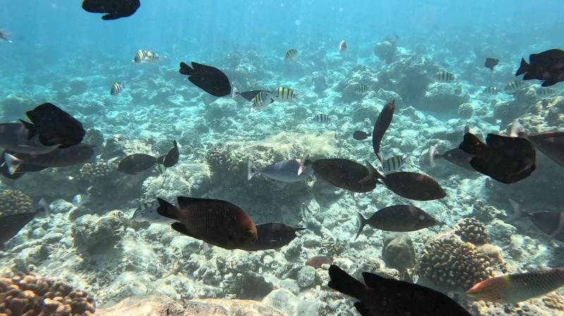 夫は毎日シュノーケリングをして、GoProで撮影していました