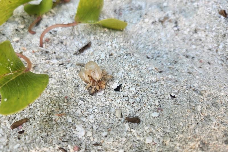 アヴァニには動物がたくさん♪ ヤドカリの他に、白カニ、こうもり、トカゲなど間近で見ることができました
