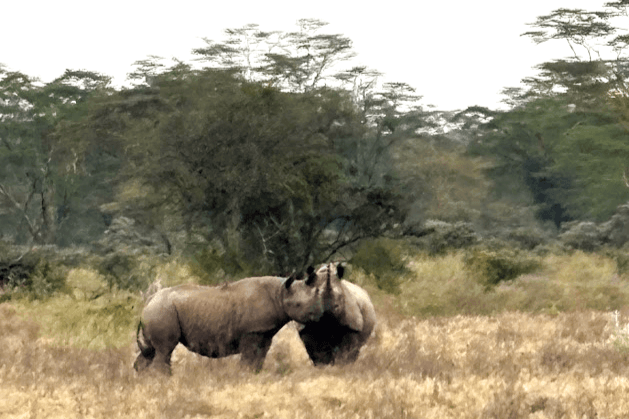 サファリ（希少なクロサイ）