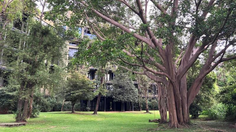 ダンブッラ ウィングは生命力あふれる木々に囲まれています