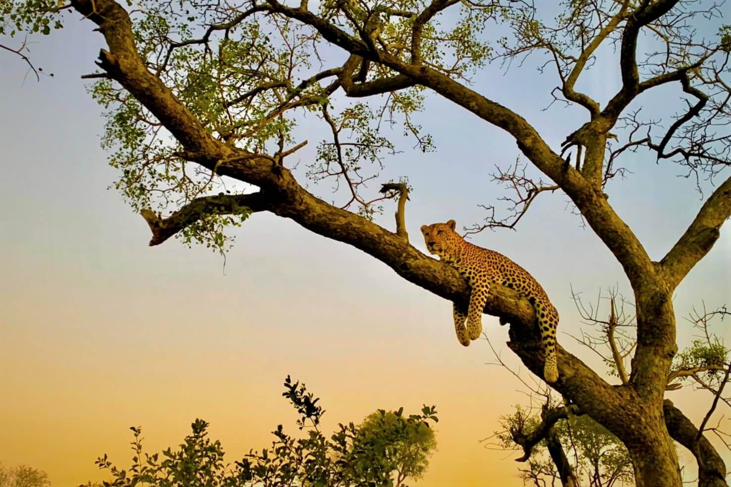 Kruger National Park REPORT|クルーガー国立公園 視察ブログ