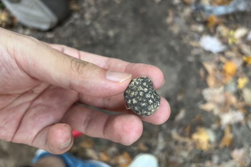 念願の黒トリュフ！