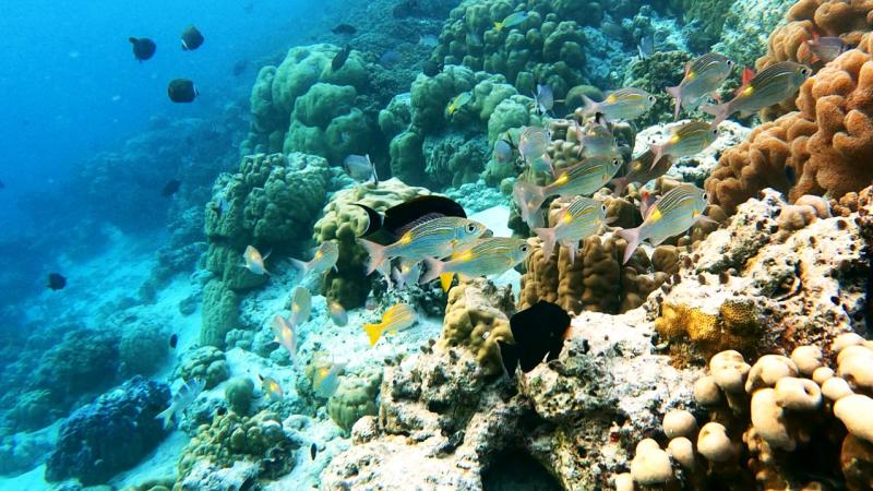 ちょっと大きめのお魚の集団