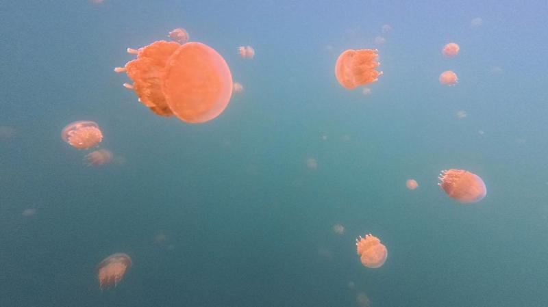 ポワポワ浮かんでるジェリーフィッシュたち