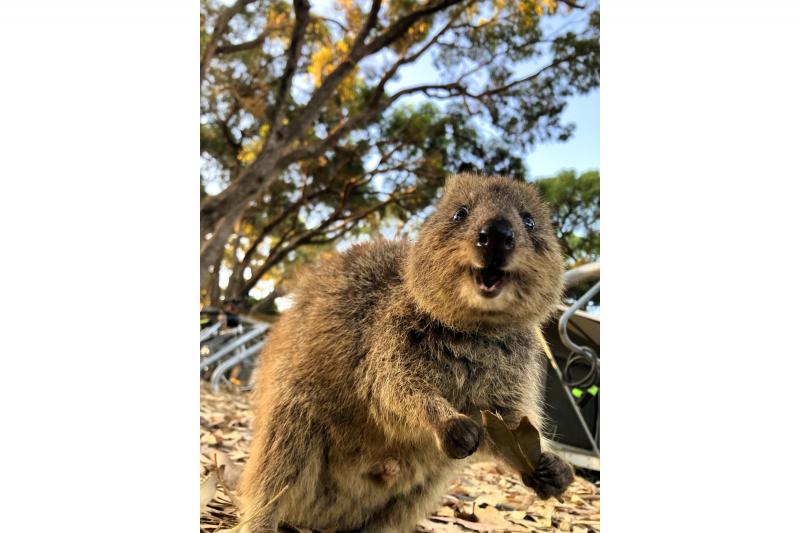 クオッカ！
