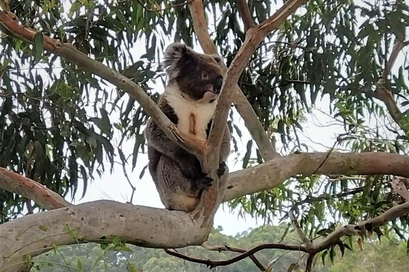 ユーカリ林では野生のコアラが、ガイドさんが「とてもラッキー」というぐらい近くに2匹いて、動画もバッチリ取れました。