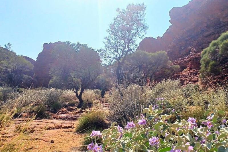 草が生い茂り、きれいな花も咲き、木々が立つ、癒しの風景！