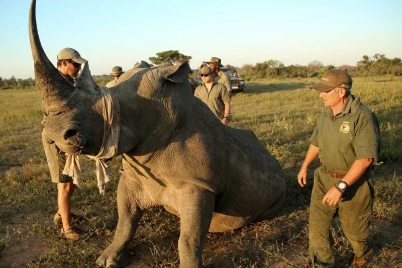 サイの保護体験