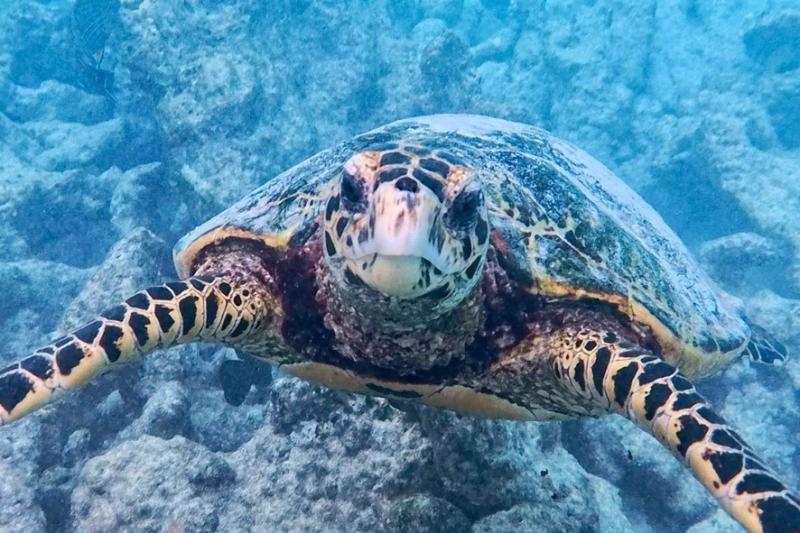 チャーミングなウミガメ♪