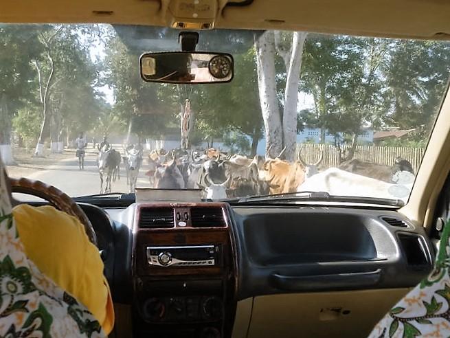 牛の群れが悠々と道を横切っていました