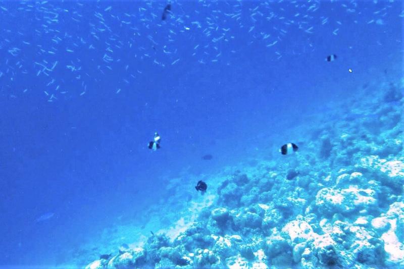 珊瑚が生きている海の世界2