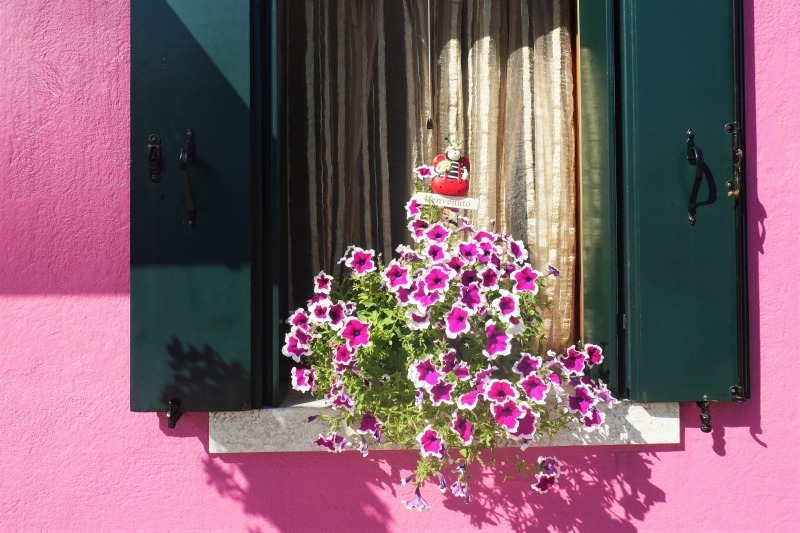 家の窓にお花を飾っている家も多く、それがまたセンスがいい！