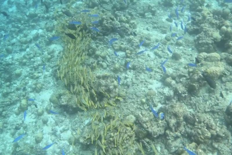 無人島シュノーケリングトリップの魚