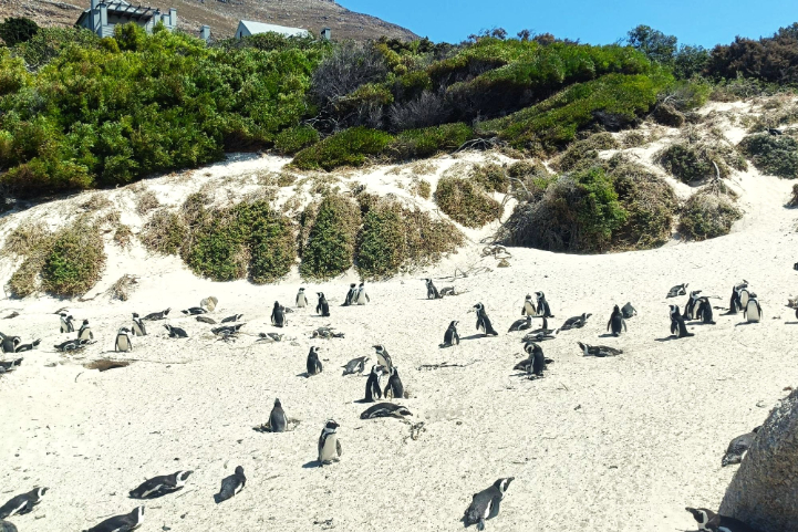 ボルダーズビーチのアフリカペンギンたち。ずっと見ていても飽きない