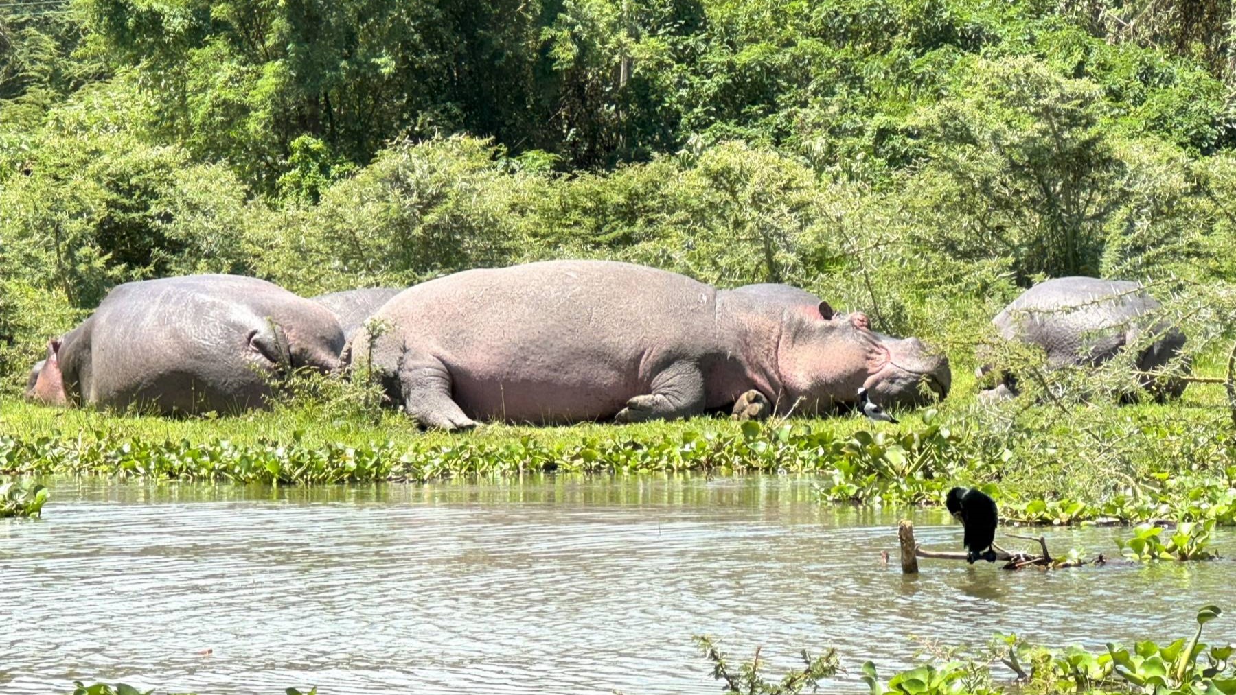 Masai Mara|マサイマラ