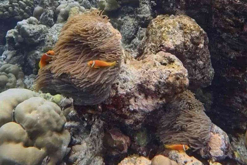 シュノーケリングで見られた景色