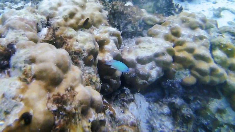 ルリスズメダイのような美しいお魚