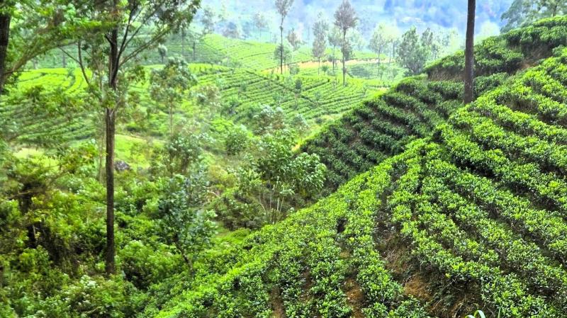 より緑が濃くなってきました