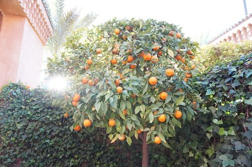 たわわに実ったお庭のオレンジの木