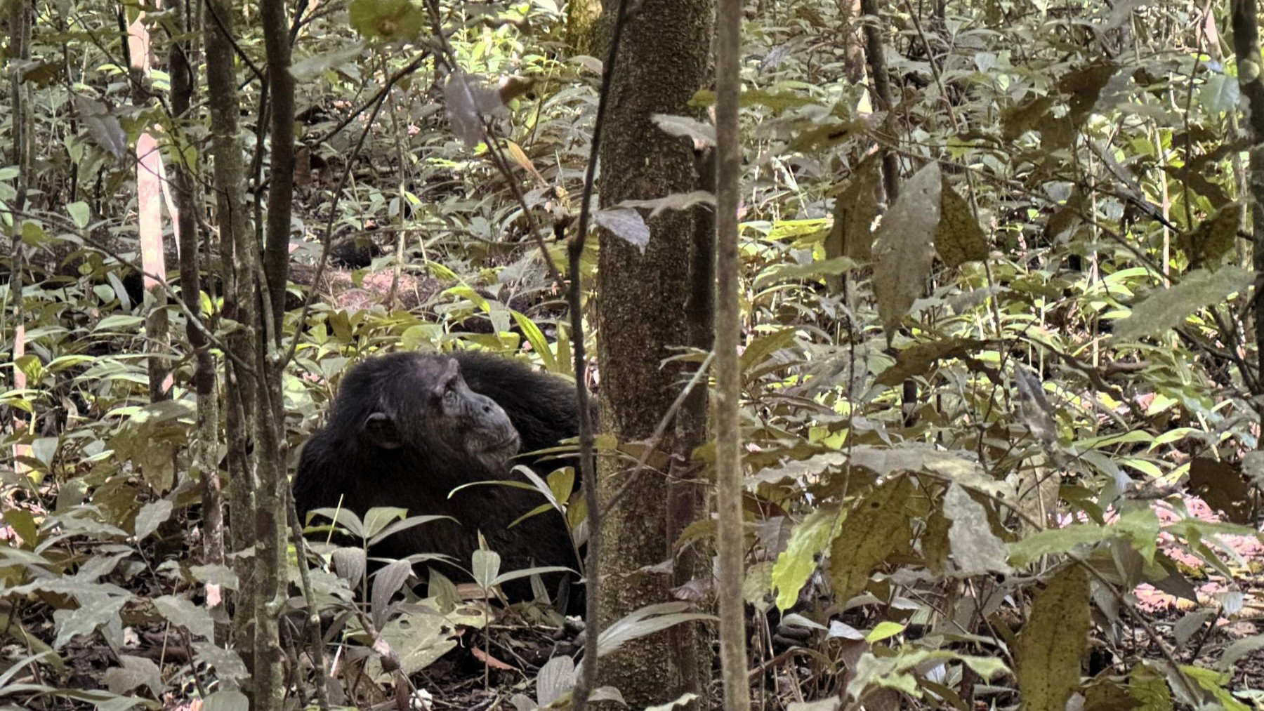 Kibale National Park REPORT|キバレ国立公園 視察ブログ