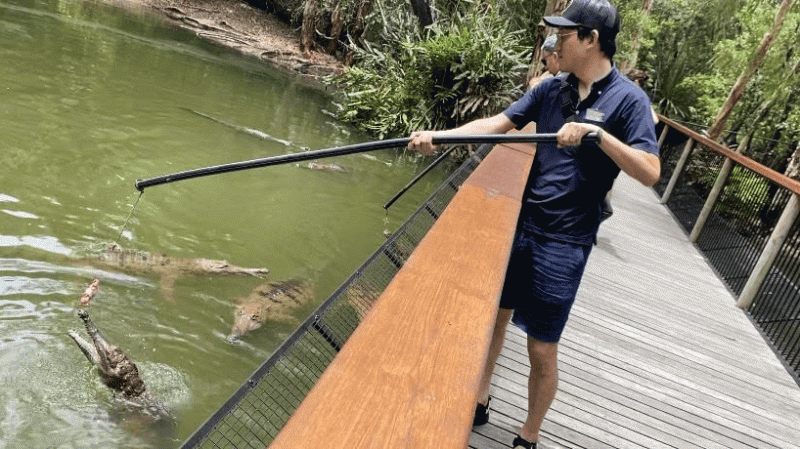 夫はワニに餌を取らせないようにタイミングよく竿を振るのが上手でした