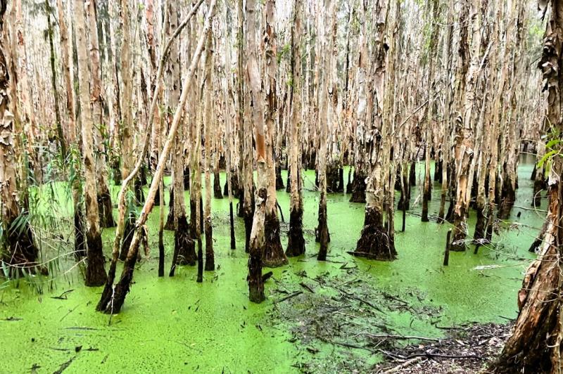 ティーツリーの原生林の生える湿地帯