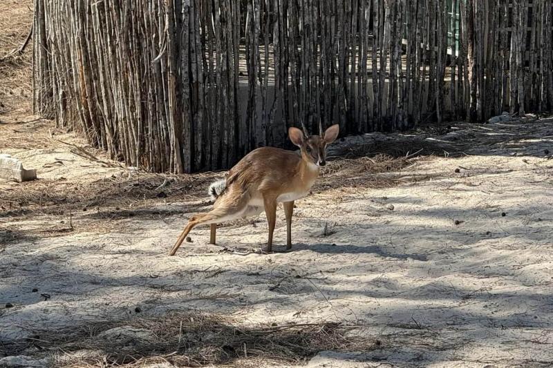 敷地内にはとっても可愛い動物も！