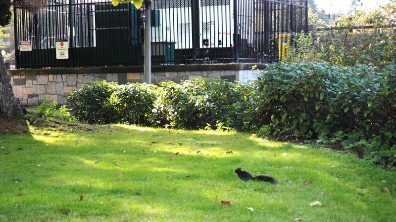 スタンレーパーク