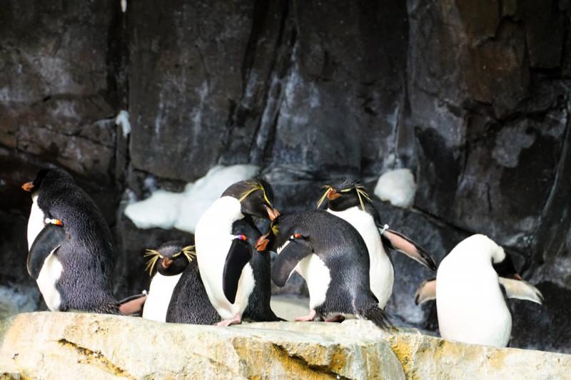 シーワールド・オーランドのペンギン