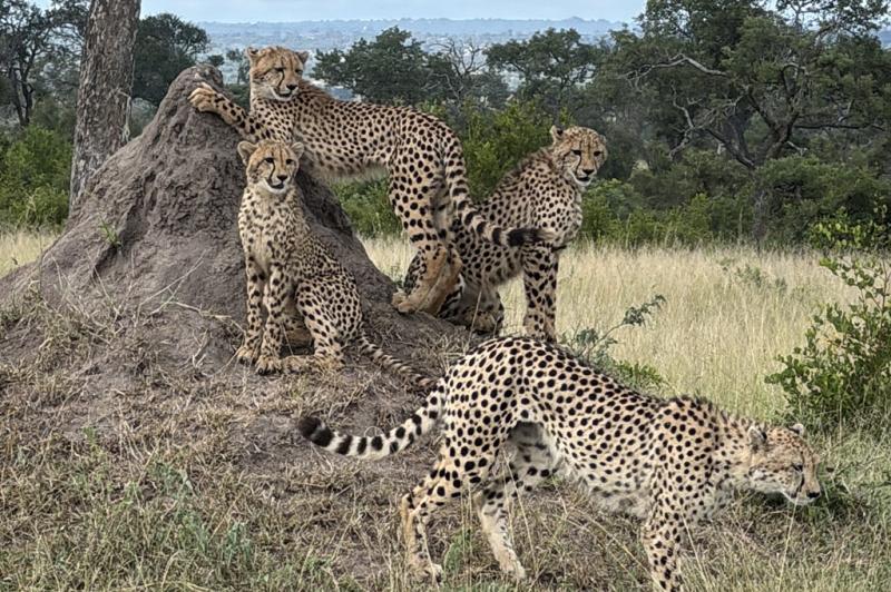 親子で走り回るチーターの姿に感動