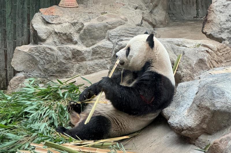 北京動物園（パンダ）