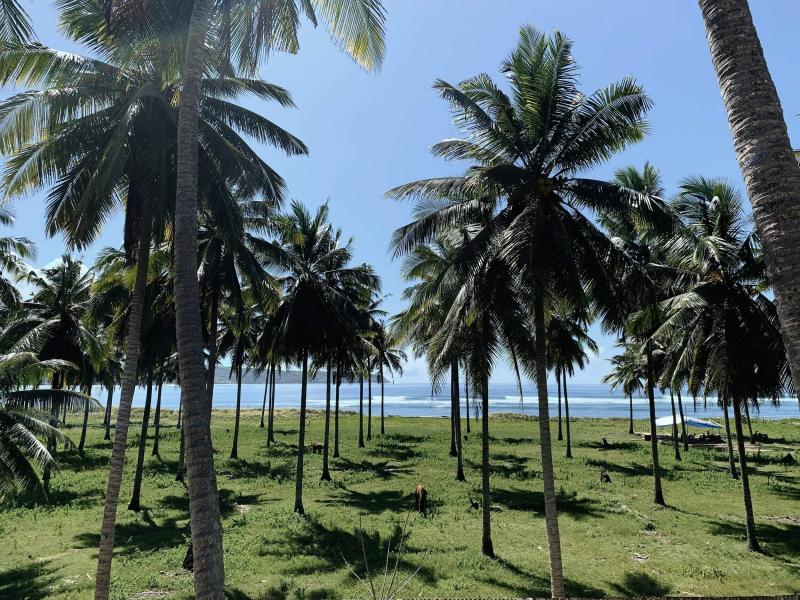 ココナッツの木に囲まれたアラマヤ