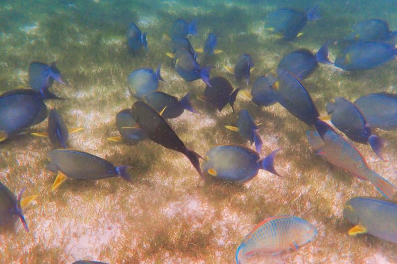 シュノーケリング時に撮った写真。フラワリのマークのようにたくさんの魚が泳いでました。