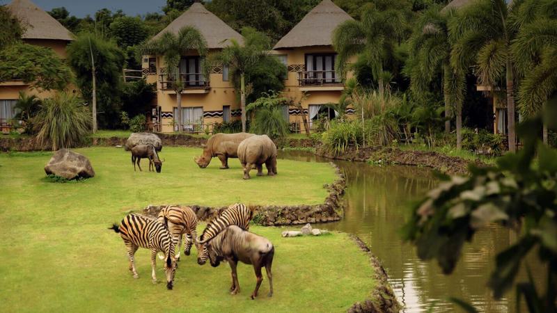 【マラ リバー サファリ ロッジ（インドネシア）】「マラ リバー サファリ ロッジ（Mara River Safari Lodge）」は、バリ島デンパサール空港から車で1時間弱、豊かな自然に囲まれたギャニャール地区に位置するサファリパークリゾートです。お部屋のバルコニーからは広大な敷地を歩き回る動物たちを見ることができ、まるでサバンナにいるかのよう。ビーチとはまた違うバリ島の魅力を楽しめます。
