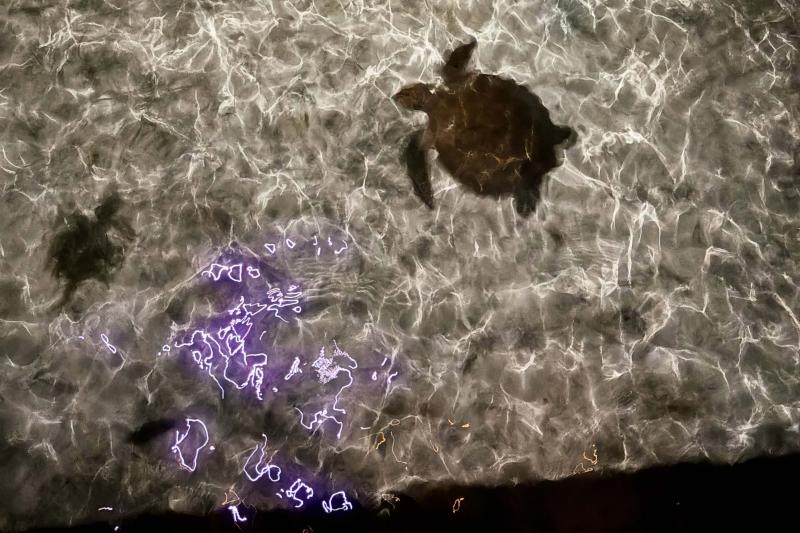 島内の浅瀬でもカメが見られました！