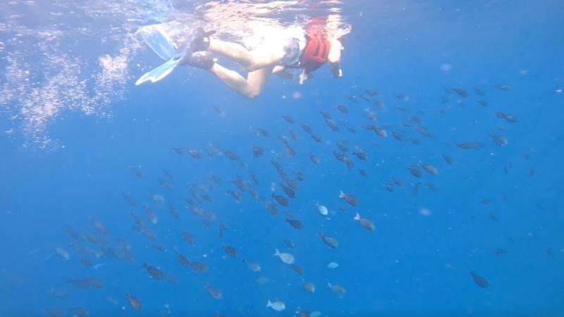 お魚と一緒に海を泳ぐ妻