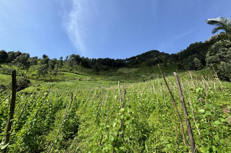 地元の方の畑にもお邪魔します