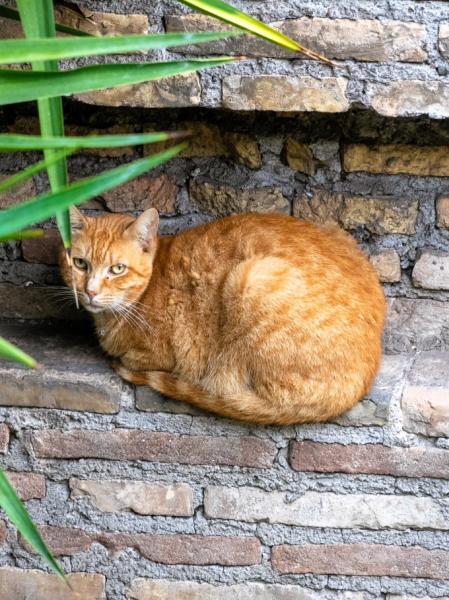ローマのトッレ アルジェンティーナ広場で保護されている保護猫