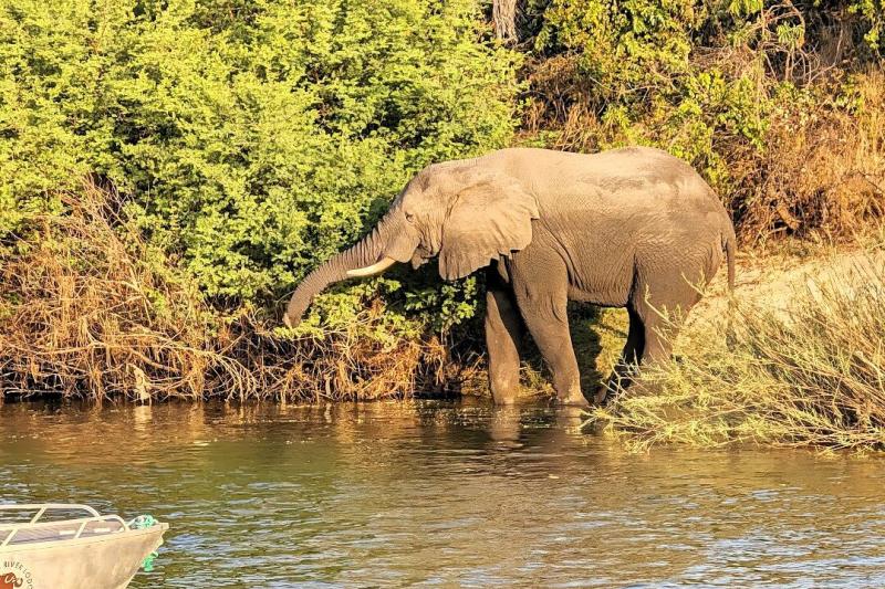 水飲み場に現れたゾウ
