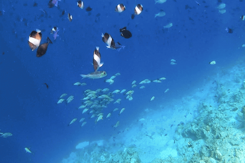 魚だけでなく、エイやリーフシャーク、ウミガメやイルカなどたくさんの野生の生き物に出会えたのも嬉しかったです（写真：ドロップオフにはたくさんの魚がいました）！雨季だったので雨が心配でしたが、5分ほど弱い雨が降ったのみで、4日間ずっと晴れていて綺麗な海を楽しめました。