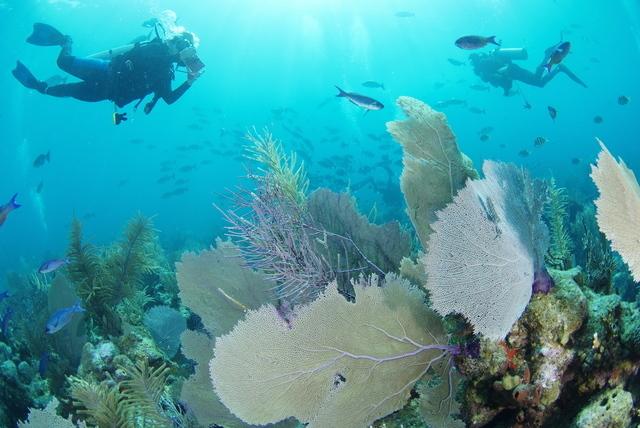 【世界第二位のバリアリーフでダイビング】ベリーズの珊瑚礁はオーストラリアのグレートバリアリーフに続いて世界第二位の規模！世界的に有名なダイビングスポットでもあるんです。ブルーホールの未知の穴の中へ潜っていくダイビングツアーも。