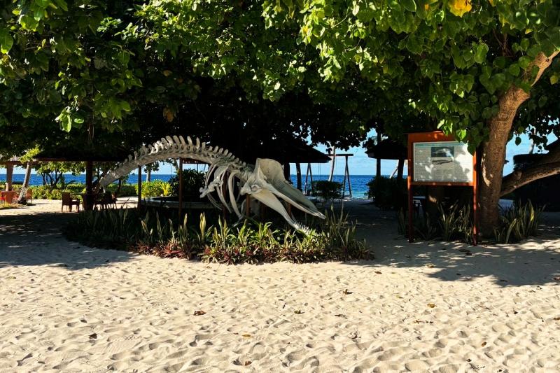 恐竜の骨格のオブジェがお出迎え。島の数カ所にいるので歩いていても飽きません